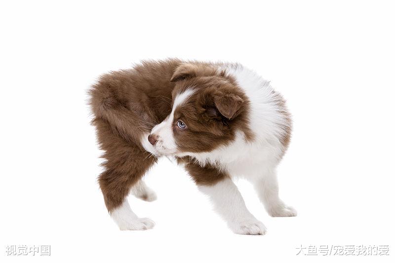 为什么狗狗老是咬尾巴？无外乎这几个原因，早看早让它不那么受折磨！