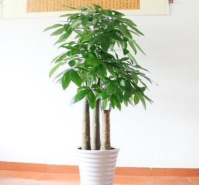 客厅不能乱养“花”，这种花被称为“破财花”，再好看也不要养