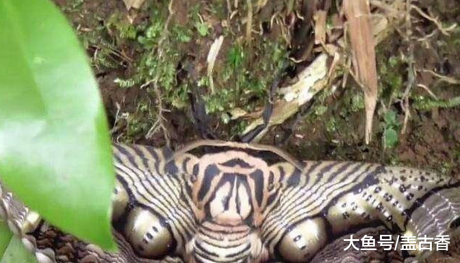 野外游玩发现奇怪生物，以为是只老鹰崽，细看后吓出一身鸡皮疙瘩
