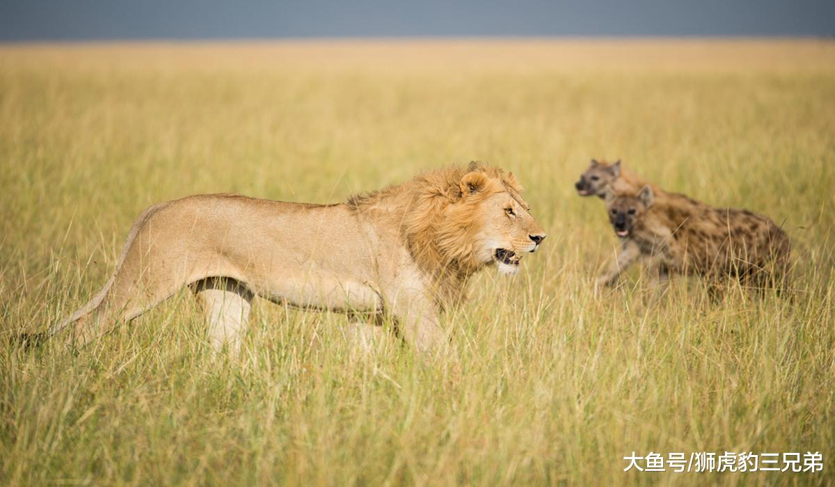 鬣狗经常骚扰狮群，为何狮子对它只是杀而不吃？