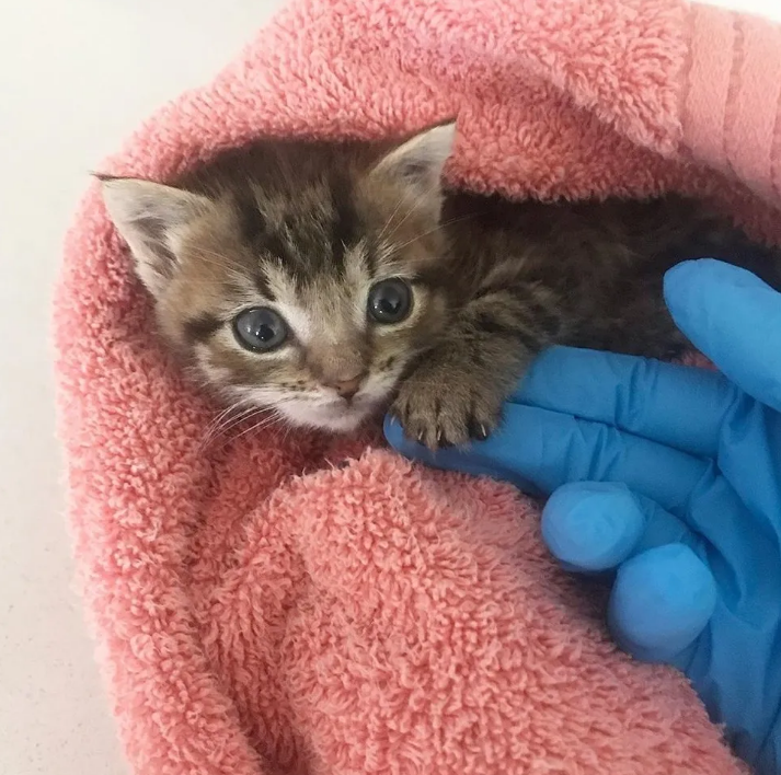 野猫的3个孩子都去世了，为保住最后1个孩子，愿意冒着危险去求助