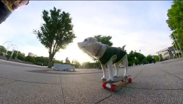 狗狗天赋异禀，学得超过100种才艺，还斩获3项吉尼斯世界纪录