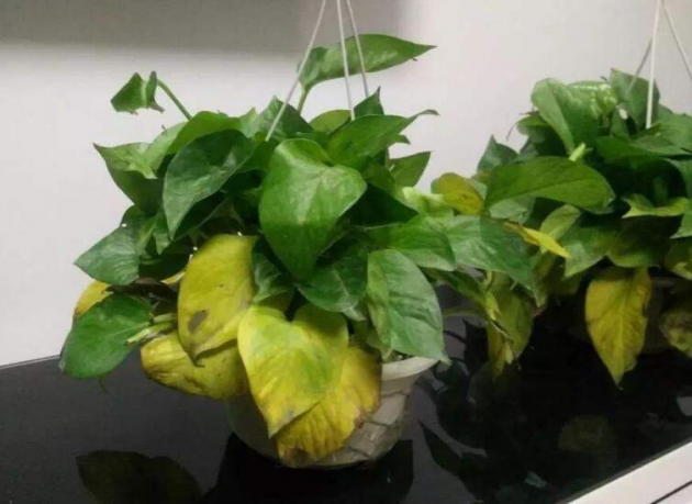 老师傅：除甲醛就四个要点，治理的干净还不反味，安心入住！