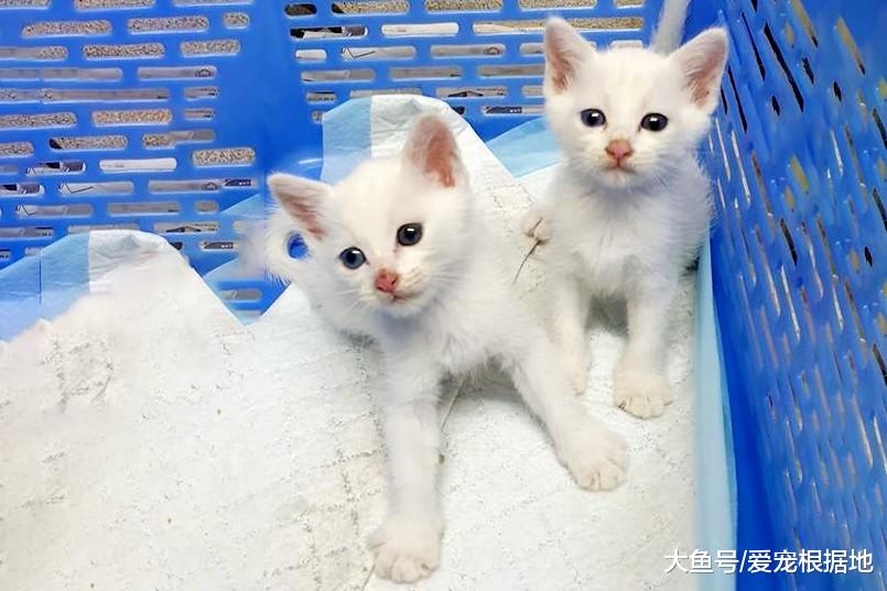 垃圾堆遇到流浪猫在喂奶，走近一看泪目了，原来猫妈妈已去世多时