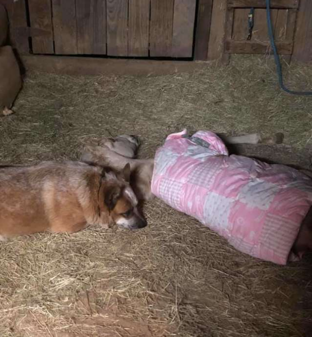 刚出生的小马失去了妈妈，从此只能与孤独相伴，狗狗却给了它温暖
