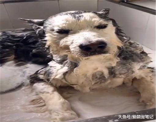 带阿拉去宠物店洗澡，却因“木头人”的动作走红，连老板都笑翻了