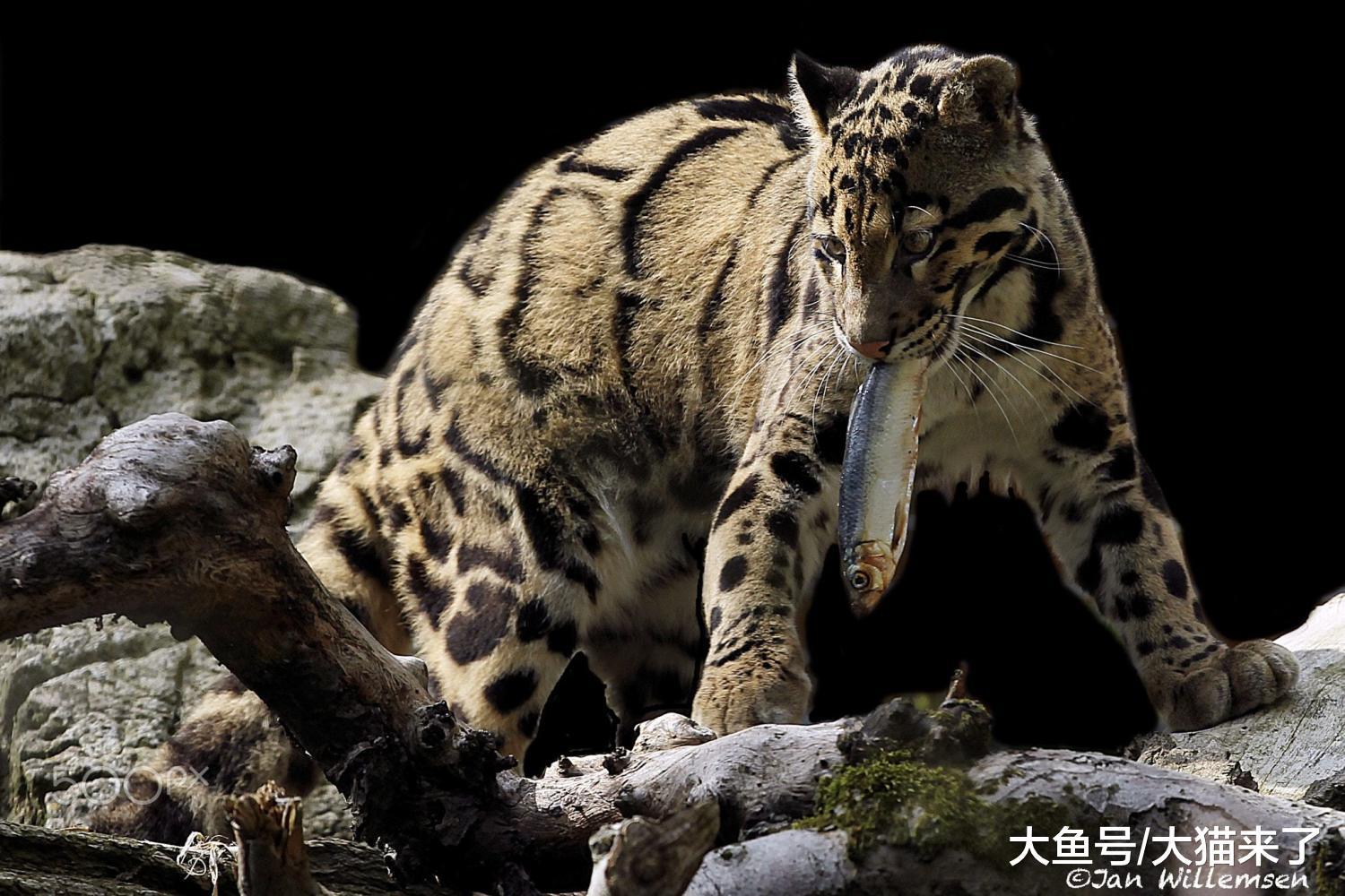 自然界攀爬能力最強的貓科動物：行動像猴子，天生沒有恐高癥
