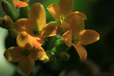 如何扦插长寿花，这里有方法来解决这些问题