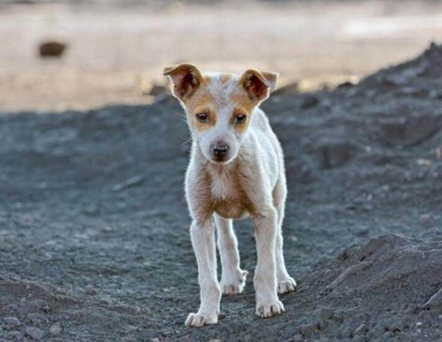 流浪狗垃圾中找到食物，只含在嘴里不吃，好奇跟过去一看热泪盈眶