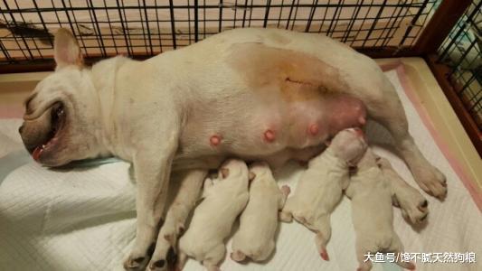 为何“法牛”卖那么贵？这5个因素影响，想不贵都难
