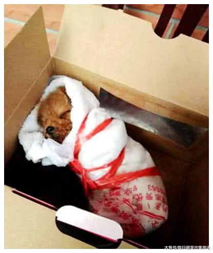 女孩网购小泰迪，卖家多次保证一定安全到家，收到后一看傻眼了