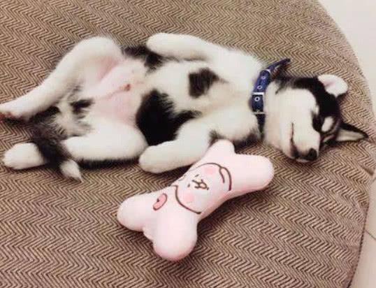 交往2月的女友看中了二哈, 四天后打电话过来求带走, 这狗太色