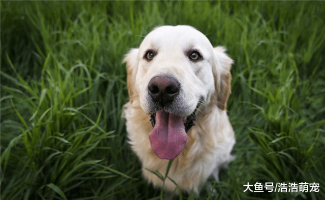 關于狗狗的5個冷知識，知道三個以上的，才算真正了解狗狗