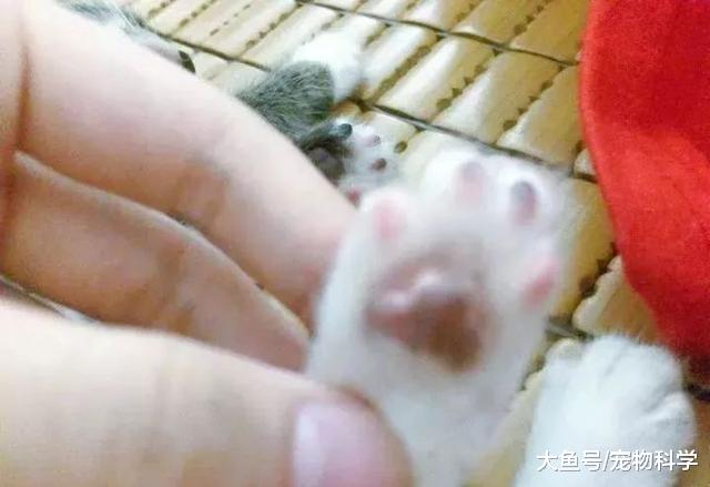 左手一只猫右手一只猫脚上再加一个汤婆子