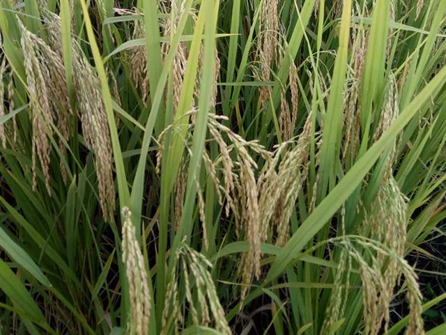 德优 8 号、德优 12和德优 16 软米栽培技术