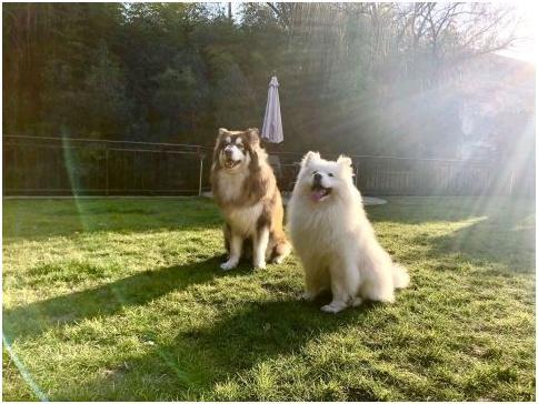 狗和狗之間有一種說不出的默契感，人類是比不了的