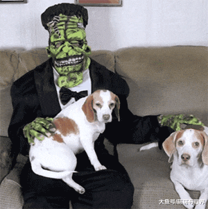 摊上一个天天爱装神弄鬼的主人，狗都看烦了：铲屎的，请你成熟点！