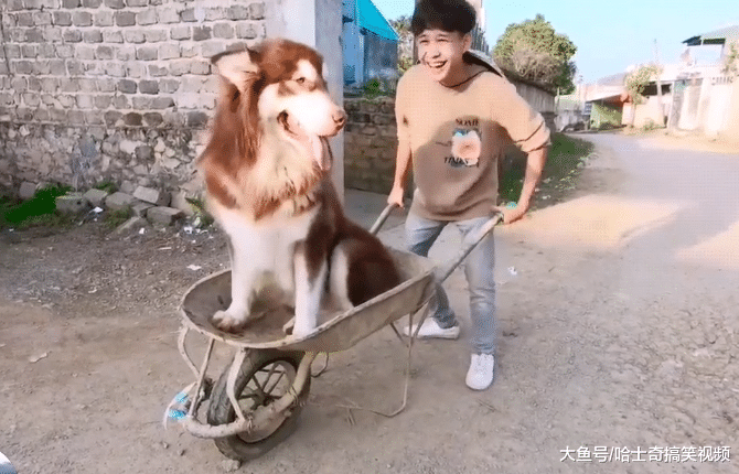 阿拉偷懒不想走路，主人找来“手推车”，网友建议推河里去