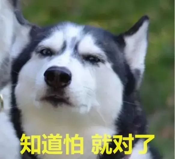 哈士奇：我有100种方式拆家，也有100种方式让你笑