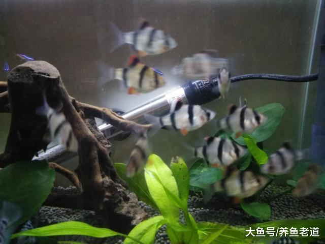 对于观赏鱼的雌雄鉴别问题，一切都在细微处观察！