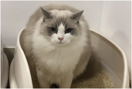 家有布偶，像有了個女朋友，鏟屎官的生活的確精彩無比