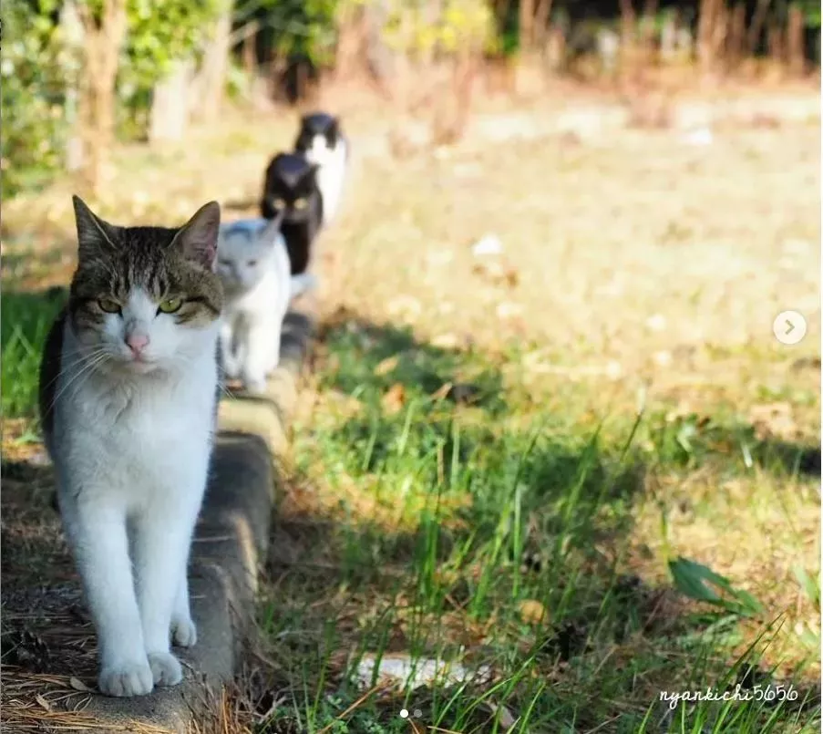 他拍摄的流浪猫，个个儿都生龙活虎，快活得让家喵羡慕……