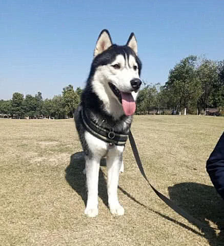 二哈在小区里称霸，直到被4只萨摩耶包抄，二哈：大哥，给个面子