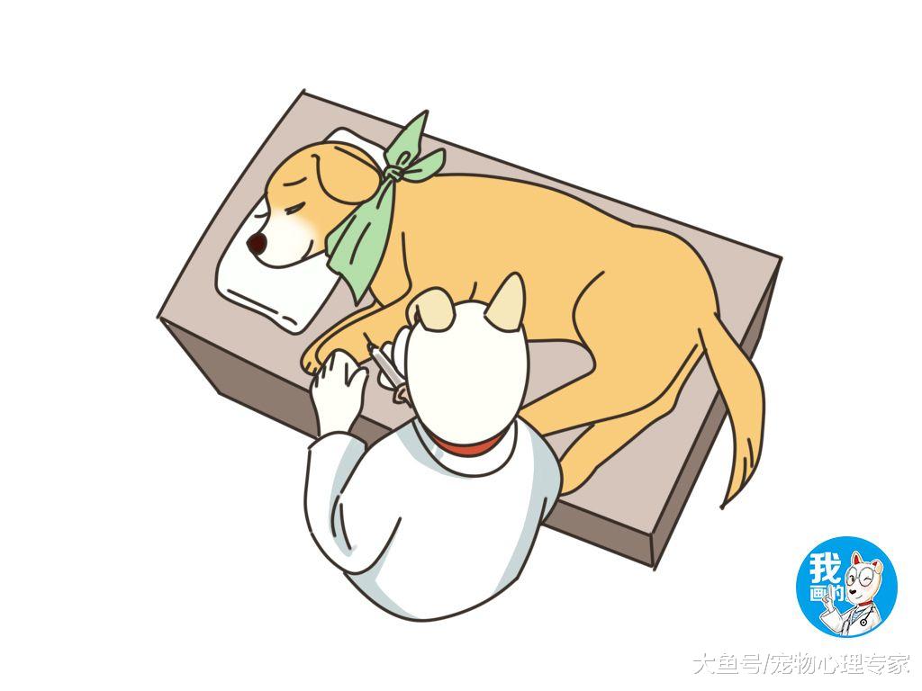 辟谣：狗狗被安乐死时其实很痛苦？别脑补太多了，听听兽医说的吧