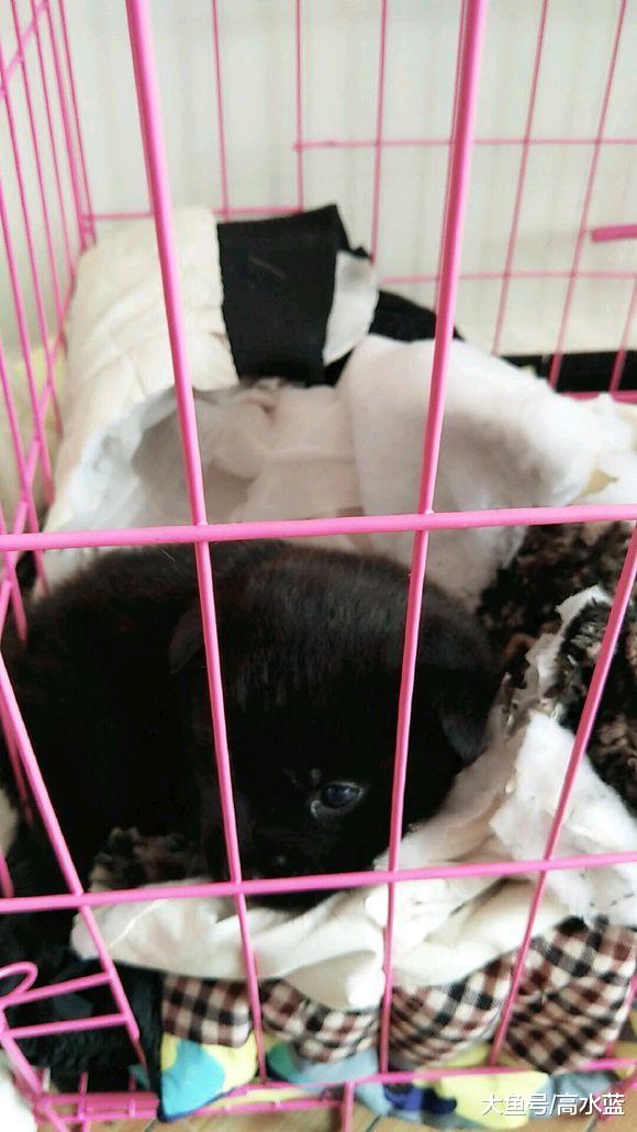 大雪天流浪小狗冻坏路边，女孩二话不说揣怀里，突然身上一凉坏了