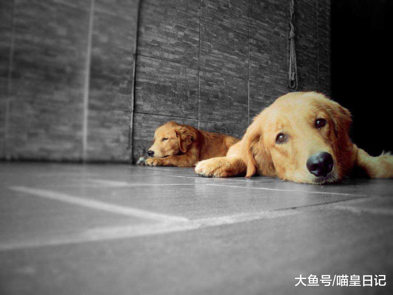 狗狗需要吃蔬菜水果吗? 网友: 吃了没坏处, 还能补充一下营养!