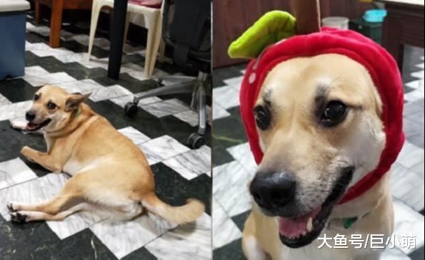 狗狗堵住楼梯不走，一系列心虚举动，主人一秒识破：肯定做坏事了