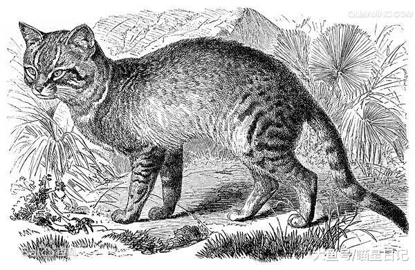 在一万多年前，和狐狸一样狡猾的猫咪，是如何被人类驯化的？