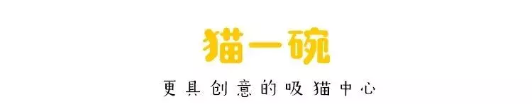 不想被截肢，4周大的小奶猫靠信念让骨折痊愈！