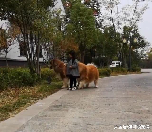 小女孩牵两只大型阿拉斯加，走路自带特效，路人看后撒腿就跑！