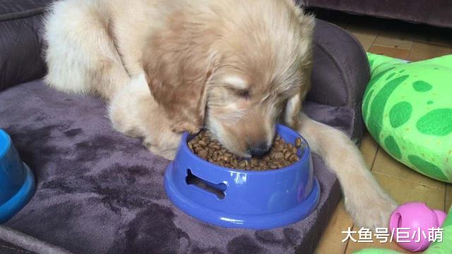 老年犬为什么会没有食欲，这是因为什么？主人该怎么应对这种情况