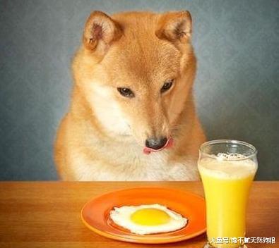 7个关于狗狗的“错误说法”，你知道几个？