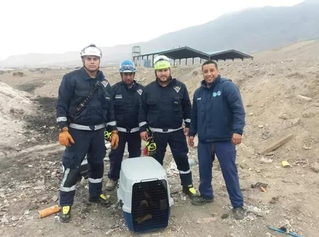 狗狗头被卡在轮胎里，流浪狗是因为肚子饿，哈士奇是因为太蠢