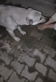 抱歉！连流浪狗都有的教养，有些人却没有…