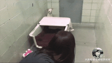 流浪狗被救助，却没看到自己的孩子，再次见面时让人泪目