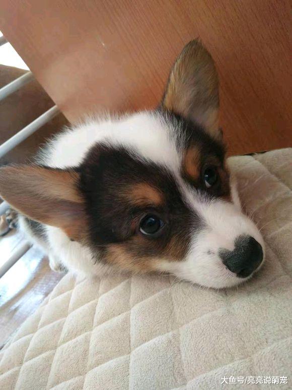 柯基已经长大，是让它们离开的时候了，狗：不想走！