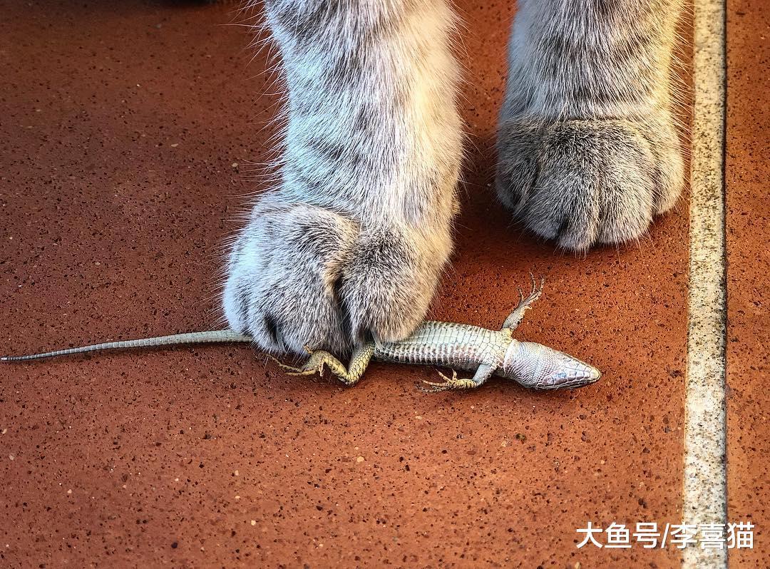 貓咪把抓到的小動物放到鏟屎官面前，其實源自于它們帶孩子的本能