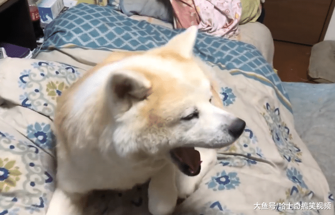 网友的秋田犬8岁了，最近总喜欢占床位，主人说因为它老了