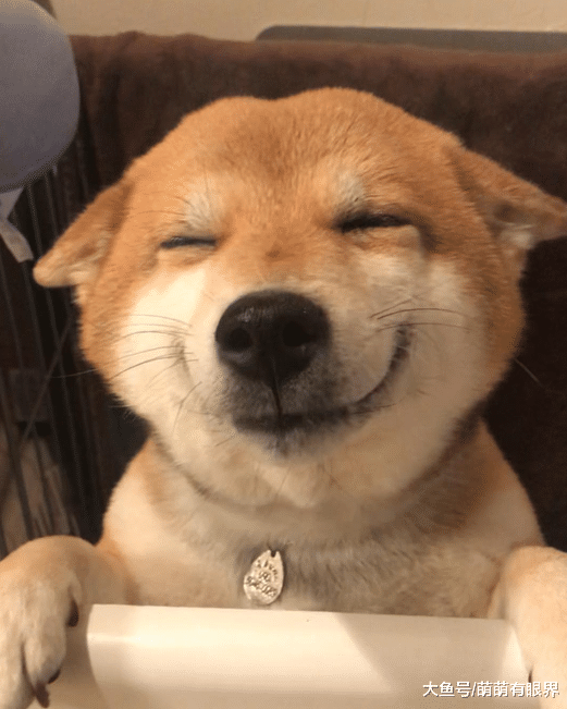 柴犬战胜二哈，荣登榜首成为最像狼的狗，网友：柴，请展示你的狼性