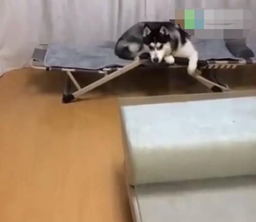 哈士奇智商太高, 座椅一秒钟变躺椅, 技巧太熟练了!