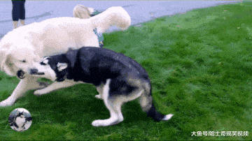 二哈想跟金毛“情侣”玩, 结果却被嫌弃: 主人不让我跟你玩