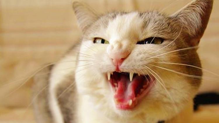 猫主子炸毛了, 铲屎官该怎么办?