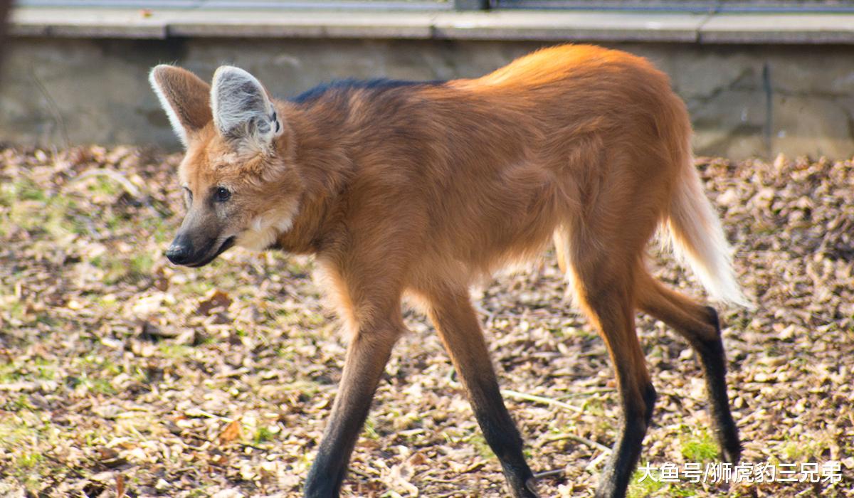 犬科动物里的另类，这种狼酷爱吃素，被吓到时会“炸毛”