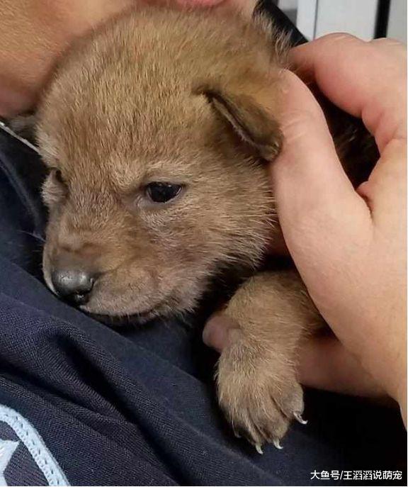 好心人捡到一只小狗送到了警局，警察一看吓坏了：这哪是狗啊