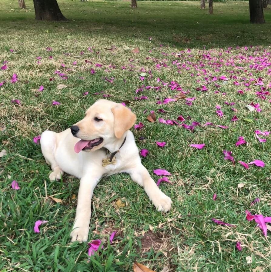 狗子半夜突然感冒，铲屎官胡乱治疗，差点送走狗子