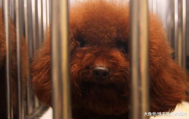 对泰迪犬来说，主人的这5个惩罚，如同毒打